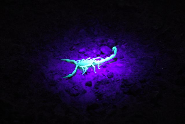 Scorpion in UV light my lamp